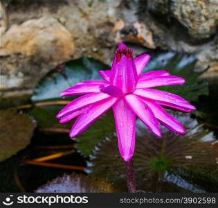 water lily lotus flower on garden