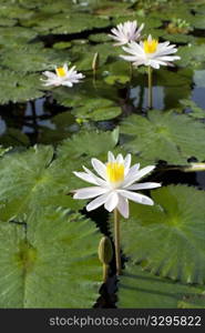 Water lily Nymphaea alba in Bali, Indonesia