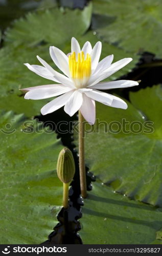 Water lily Nymphaea alba in Bali, Indonesia