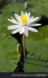 Water lily Nymphaea alba in Bali, Indonesia
