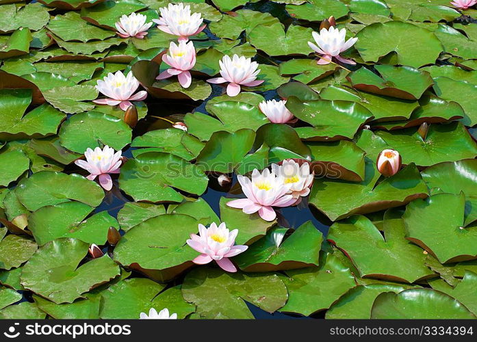 Water lily (Nymphaea alba) in the pond