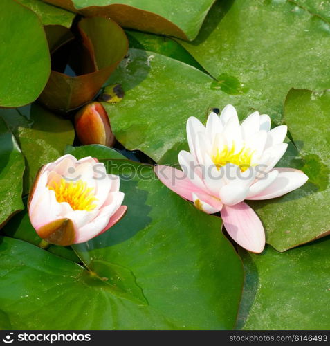 Water lily (Nymphaea alba) with green leaves in the pond