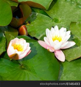Water lily (Nymphaea alba) with green leaves in the pond