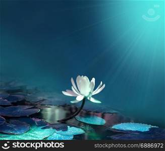 water lily on blue pond background