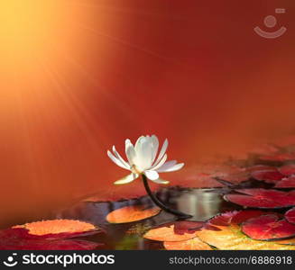 water lily on red pond background