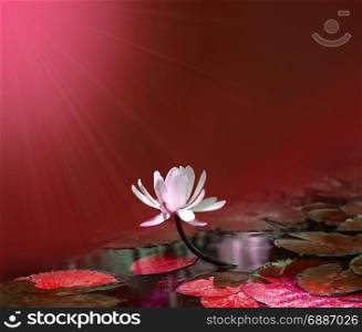 water lily on red pond background