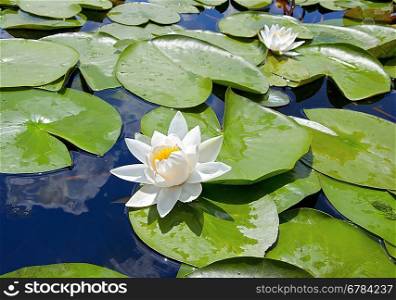 Water lily on the lake