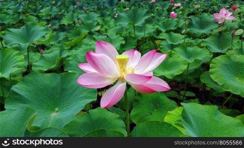 water lily pink flowers and leaves natural background