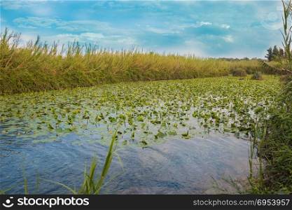 Water Lily Pool of Yarkon National Park - pond full of yellow water lilies (Nuphar lutea).