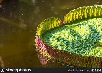 Water Lily typical of the Amazon with its characteristic circular shape floating on the calm waters of a lake. Water Lily typical of the Amazon with its characteristic texture