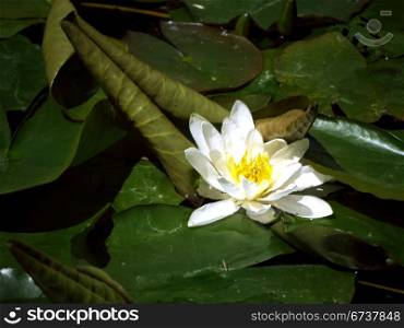 Water lily. Water lily in a pond