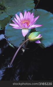 Water Lily with Pad