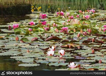 Water lily with pink flowers on a pond and reed in Brittany