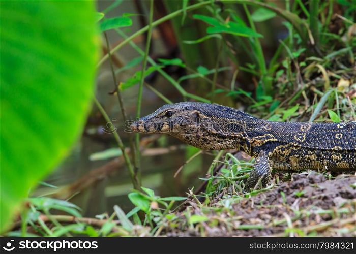 water monitor lizard (varanus salvator) in forest