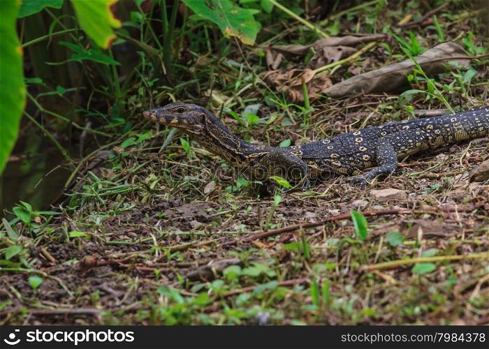 water monitor lizard (varanus salvator) in forest