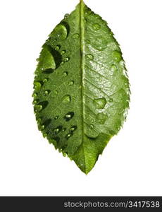 water on leaf. clear water drops on a delicate green leaf