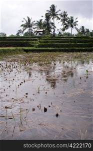 Water on the empty rice field, bali, indonesia