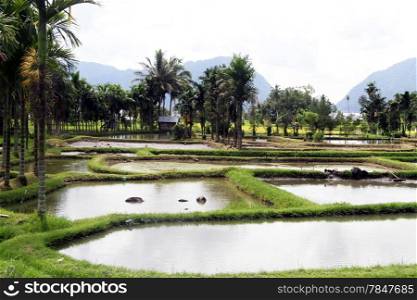 Water on the field near lake Maninjau in Indonesia
