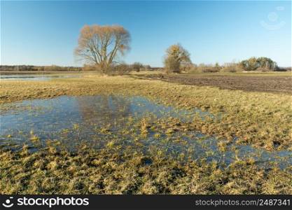 Water on the meadow, trees and cloudless sky, Nowiny, Lubelskie, Poland