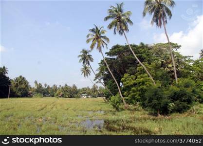Water on the rice field and palm trees in Sri Lanka