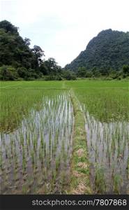 Water on the rice field near Luang Prabang, Laos