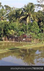 Water on the rice field near Ubud, Bali