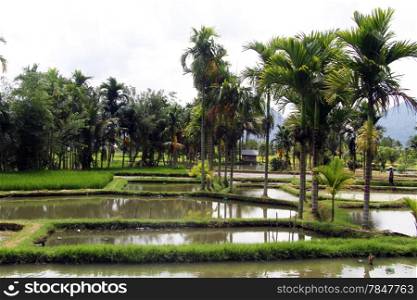 Water on the rice paddies near palm trees near lale Maninjau in Indonesia