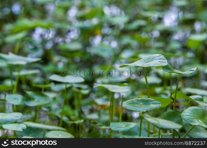 water pennywort or centella asiatica leaf