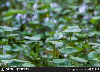 water pennywort or centella asiatica leaf