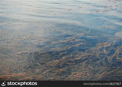 Water plants in the lake. Horizontal photo