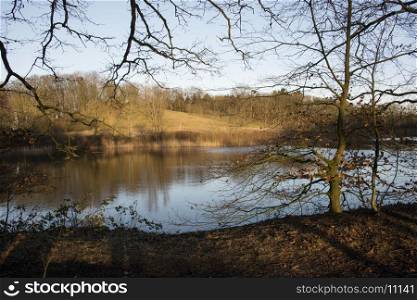 water pond in dutch nature