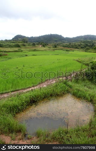 Water pond on the rice field in Myanmar