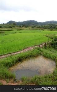 Water pond on the rice field in Myanmar