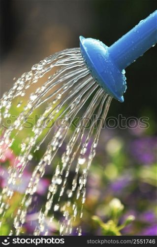 Water pouring from blue watering can onto blooming flower bed