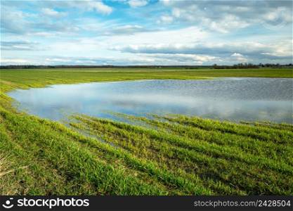 Water puddle after rain on a green farmland, spring view