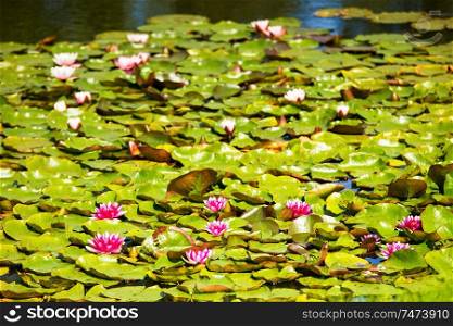Water red lily in the pond. Latvian resort Sigulda, Latvia, Vidzeme Region, Turaida Museum Reserve, Europe