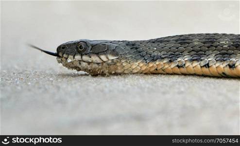 Water snake at the seashore on a summer day. Water snake at the seashore