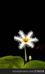 Water snowflake flower, Kumudini, Kas Plateau, Satara, Maharashtra, India. Water snowflake flower, Kumudini, Kas Pathar, Satara, Maharashtra, India.