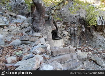 Water source inside big tree near mount in Turkey