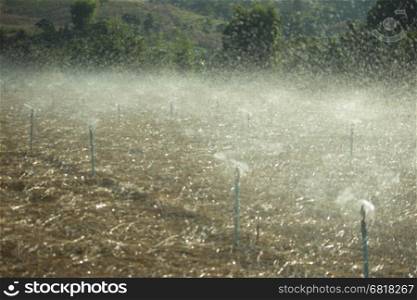 water springer in garlic farm in morning time