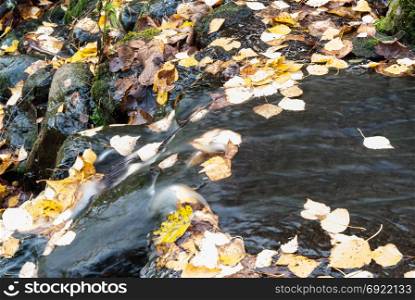 Water stream of a creek with leaves. Stopped by the movement of water. Close-up