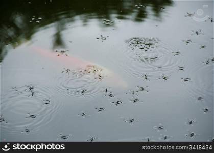 Water striders. Water striders, Gerridae, on a lake in summer