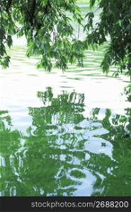 Water surface and Trees