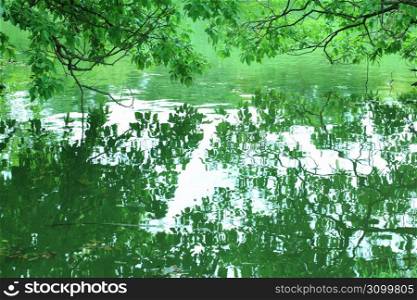 Water surface and Trees