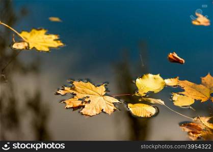 water surface and yellow fallen leaves close-up