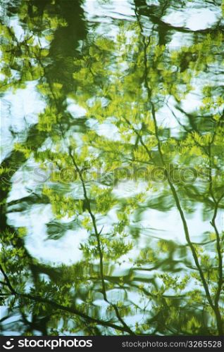 Water surface green leaf