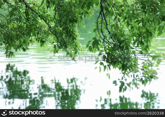 Water surface of Trees
