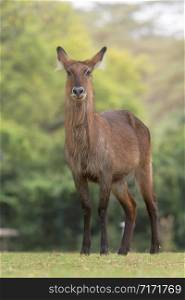 Waterbuck is a large antelope found widely in sub-Saharan Africa, Kobus ellipsiprymnus, Female, Africa