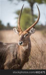 Waterbuck starring at the camera in the Kruger National Park, South Africa.