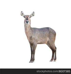 waterbuck with green grass isolated on white background